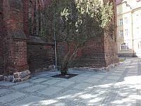 Renowacja, konserwacja i poprawa dostępności do XIV w. gotyckiego Kościoła Parafialnego pw. NNMP w Białogardzie Renowacja, konserwacja i poprawa dostępności do XIV w. gotyckiego Kościoła Parafialnego pw. NNMP w Białogardzie