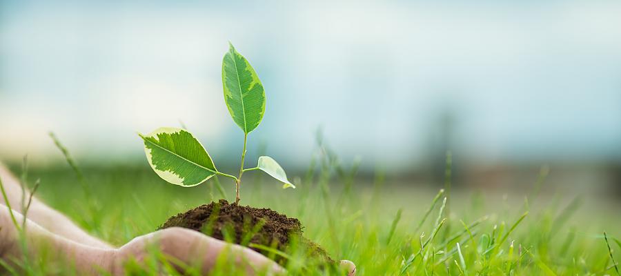 Nowy ogród botaniczny na Pomorzu Zachodnim Nowy ogród botaniczny na Pomorzu Zachodnim