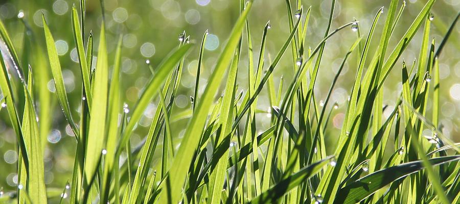 Innowacyjny materiał siewny z Pomorza Zachodniego. Na zdjęciu: trawa